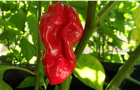 20 seeds Red Devils Tongue Hot pepper Extreme Rare Heirloom Chile just ...