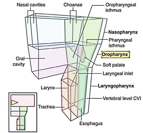 Oropharynx – Earth's Lab