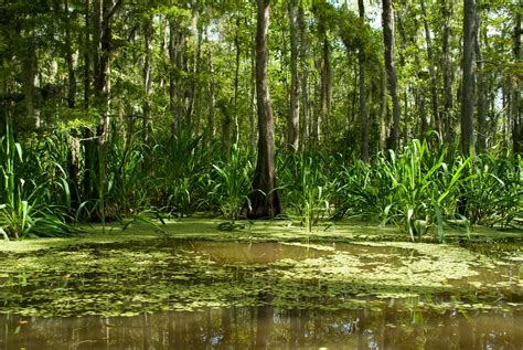 Honey Island Swamp The Honey Island Swamp French Marais Flickr