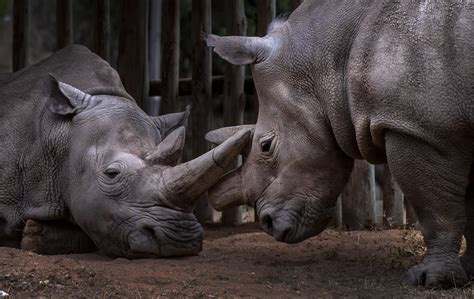 Just Two Northern White Rhinos Are Left On Earth A New Breakthrough