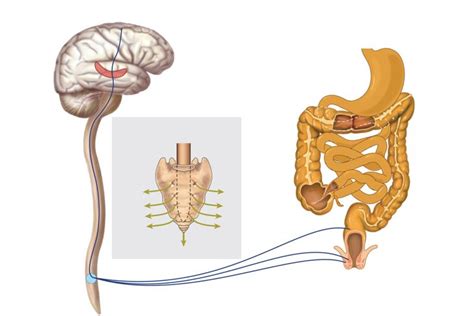 10 Treatments for Fecal Incontinence - Health & Detox & Vitamins