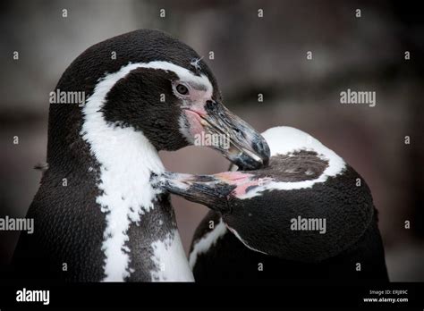 Preening Penguins Hi Res Stock Photography And Images Alamy