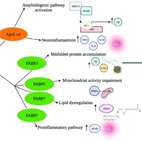 Lipid Binding Proteins And Oxidative Stress In The Pathogenesis Of