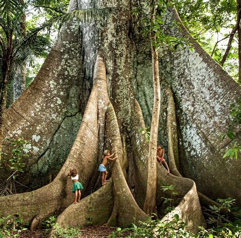 Gigantescas sagradas e terapêuticas curiosidades sobre árvores da