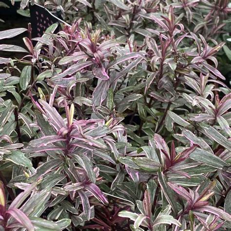 Hebe Frozen Flame Cm Shrub Garden Scene Jersey