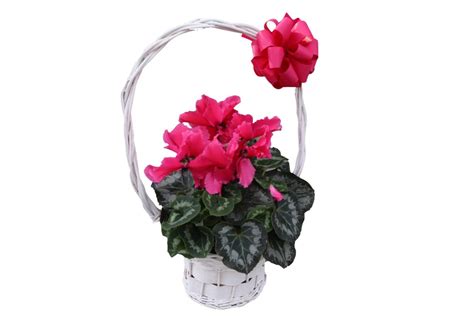 Циклама в кошница - Fresh Flowers