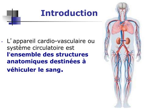 Solution Syst Me Art Rielle Du Membre Sup Rieur Angiologie Anatomie