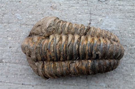 Free photo: fossil, trilobite, fossils, arthropods, extinct | Hippopx