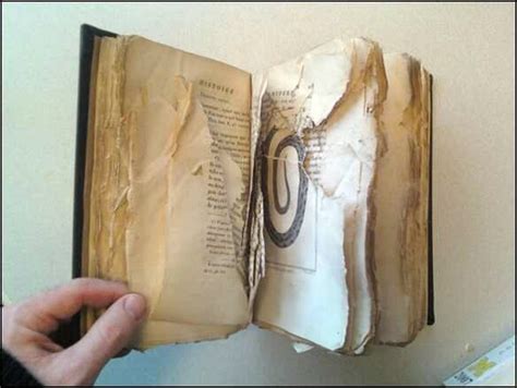 Damaged Books And How Libraries Fix Them