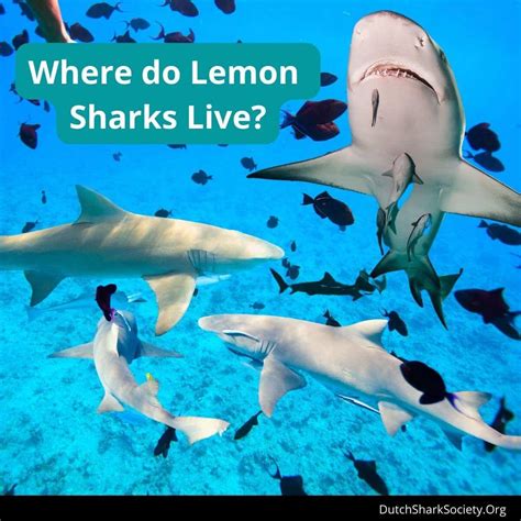 Lemon Sharks Info Guide - Dutch Shark Society