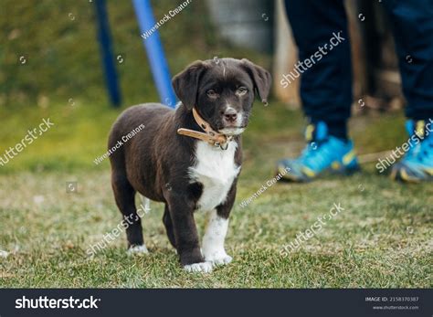 232 Labrador And Australian Shepherd Mix Images Stock Photos And Vectors