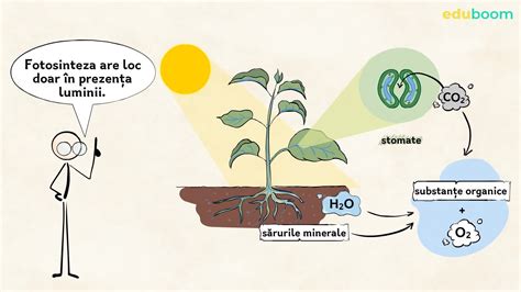 Fotosinteza. Biologie clasa a 6-a