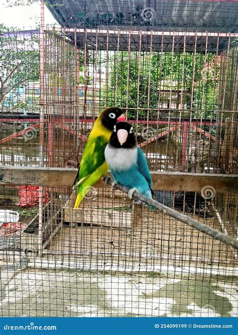 Two Beautiful Love Birds are in the Cage Stock Image - Image of parrot, garden: 254099199