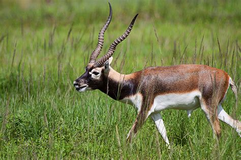 Blackbuck Antelope – Ten X Ranch