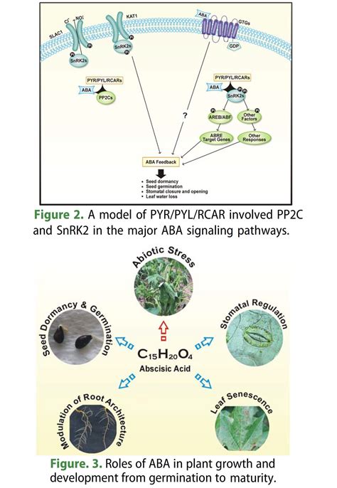 Insight Into Abscisic Acid Perception And Signa