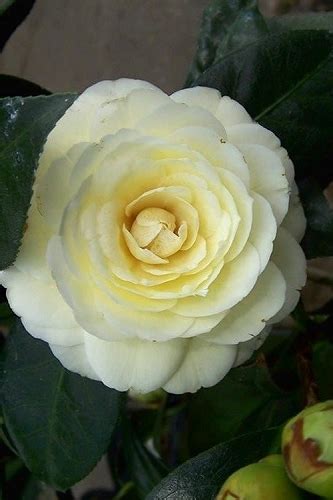 Buy The Best Cold Hardy Camellia Plants That Will Grow In Usda Zone 6