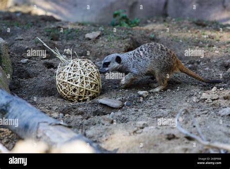 Un Suricato En El Parque De Vida Silvestre Le Cornelle Que Abre Sus