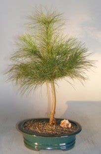 Eastern White Pine Bonsai Tree