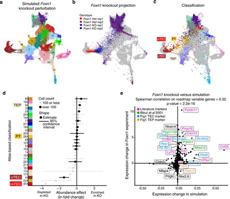 Foxn1 Knockout Validates Grn Models Of Thymus Development And Shows