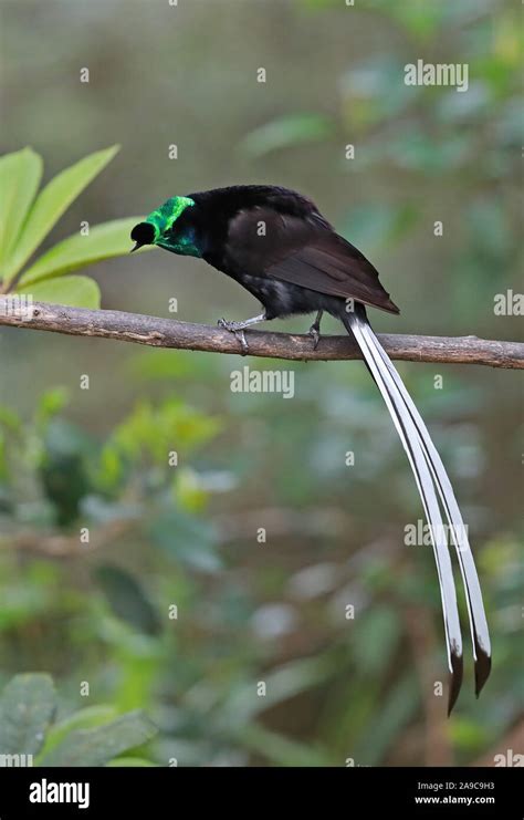 Ribbon Tailed Astrapia Astrapia Mayeri Adult Male Bird Of Paradise