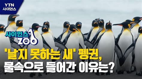 사이언스ZOO 날지 못하는 새 펭귄 물속으로 들어간 이유는 YTN 사이언스 YouTube