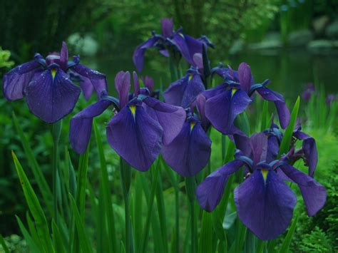 Posts About Japanese Irises On Ramblin Through Daves Garden Japanese Iris Iris Japanese