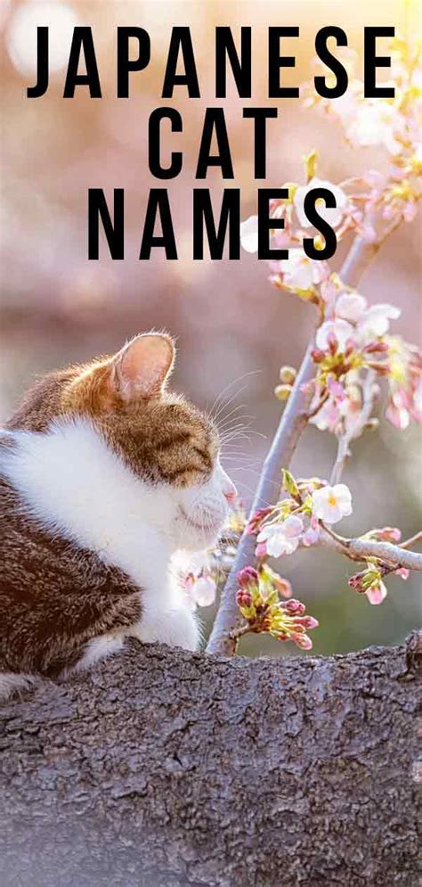 Japanese Cat Names - 180 Awesome Ideas Inspired By Japan