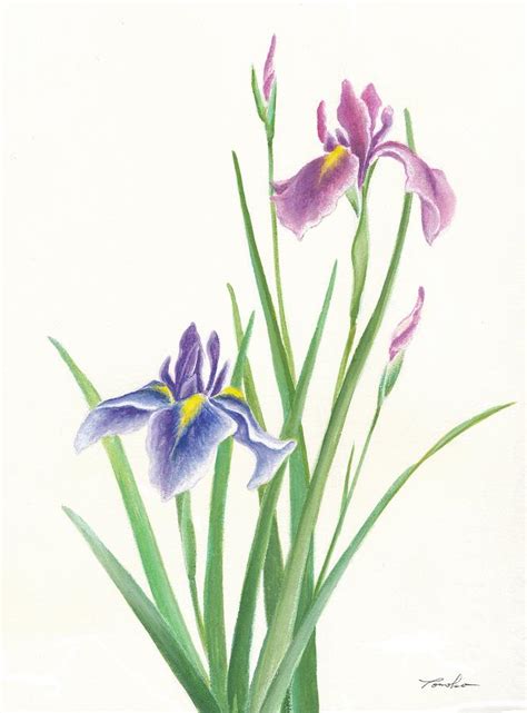 Japanese Iris Painting at PaintingValley.com | Explore collection of Japanese Iris Painting