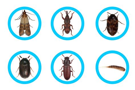 Identify Your Pest Home Pests — Insects Limited