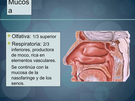 1 Anatomia De Las Fosas Y Senos Paranasales Otorrinolaringologia PPT