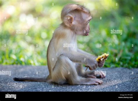 Northern pig-tailed Macaque (Macaca leonina) - baby eating a banana ...