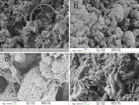 Sem Images Of A Seed Activated Sludge B Mature Granules In R C