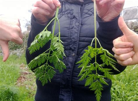 Cow parsley – identification, edibility, distribution, comparison with ...