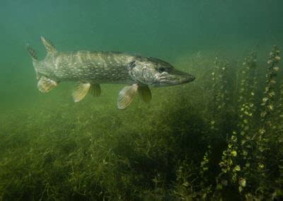 Mairie De H D Bazouges Les Poissons Du Canal D Ille Et Rance