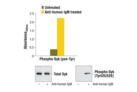 Pathscan Phospho Syk Pantyr Sandwich Elisa Kit Cell Signaling