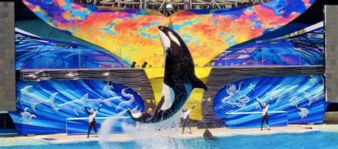 7 Atitudes Em Prol Do Meio Ambiente Que O SeaWorld Faz Blog Koa Viagens