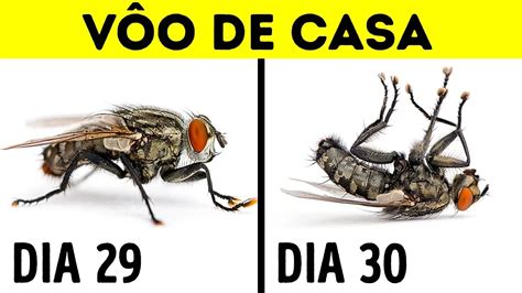 Fatos Sobre Animais De Cair O Queixo Que V O Surpreend Lo