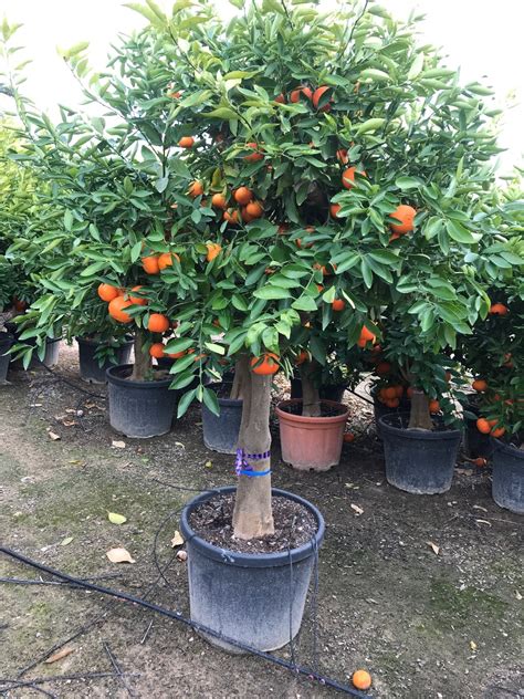 buy Citrus reticulata, sell Citrus reticulata