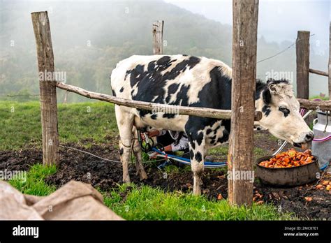 Orde Ando Vacas Con La Ayuda De La Tecnolog A En El Patio De La Granja