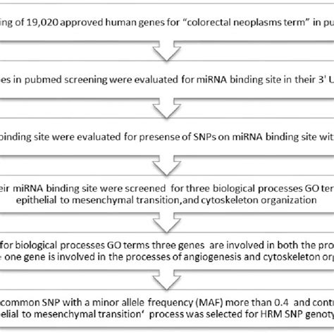 Schematic Diagram Of Bioinformatics Analysis Workflow Download