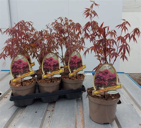 Acer Palmatum Atropurpureum Acer Palm Atropurpureum 15cm 6 Plants