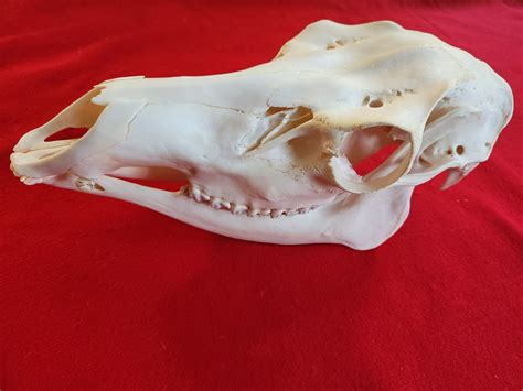 Xl Cow Elk Skull Ces1001 The Idaho Fur Shack
