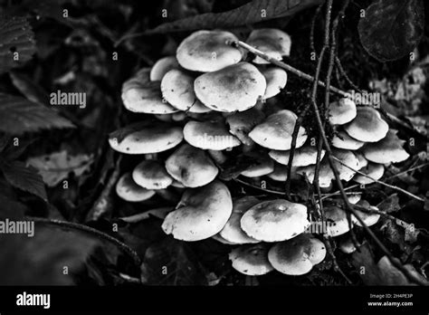 Group Of Fungi Stock Photo Alamy