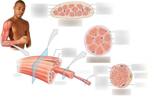 Skeletal Muscle Organization Diagram Quizlet