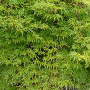 Érable du Japon Acer palmatum Seiryu Pépinière Ferriere Fleurs