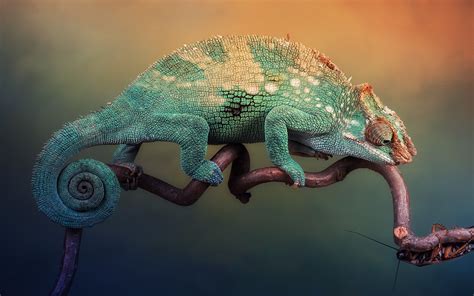 Camelion HD Wallpaper | Hintergrund | 2560x1600 | ID:226282 - Wallpaper ...