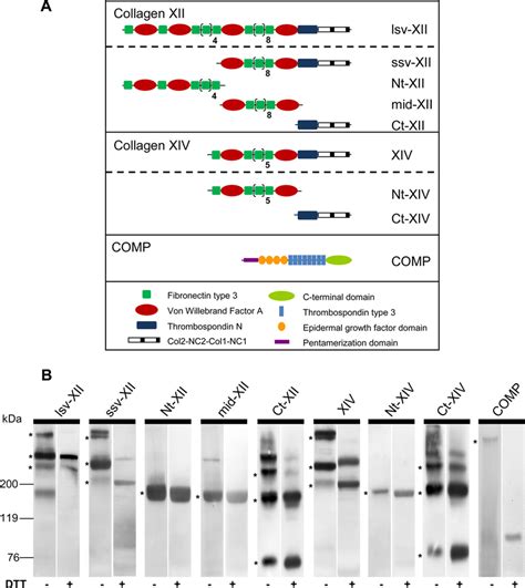 Domain Structure And Western Blot Analysis Of Recombinant Proteins A