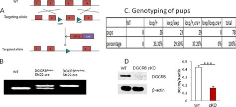 Conditional Inactivation Of DGCR8 In Mouse VSMCs By Gene Targeting A