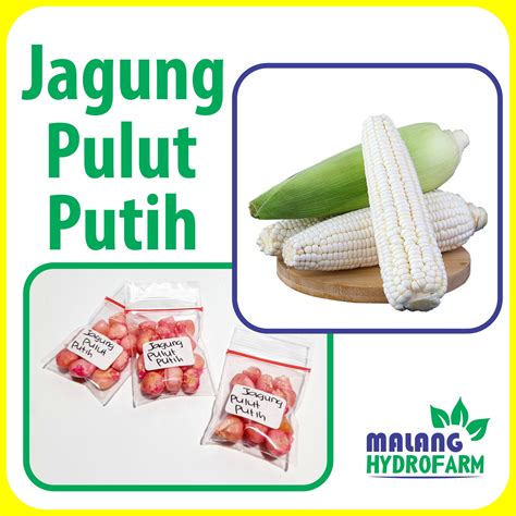 Benih Jagung Pulut Putih Unggulan Ketan Berkualitas Biji Bibit