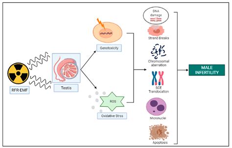 Cells Free Full Text Genotoxic Risks To Male Reproductive Health From Radiofrequency Radiation